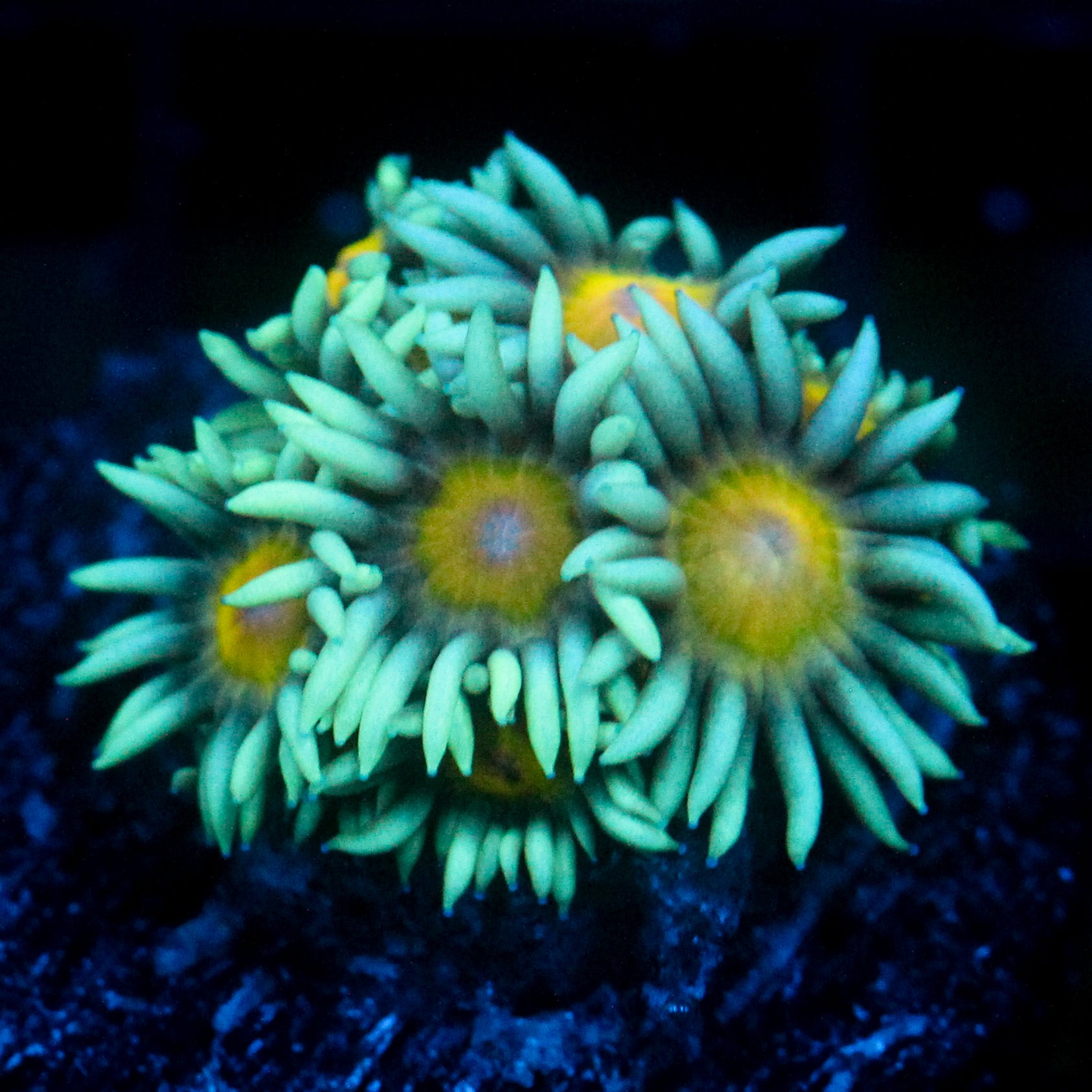 JC Sunflower Goni