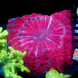 JC Satan's Cushion Acanthophyllia