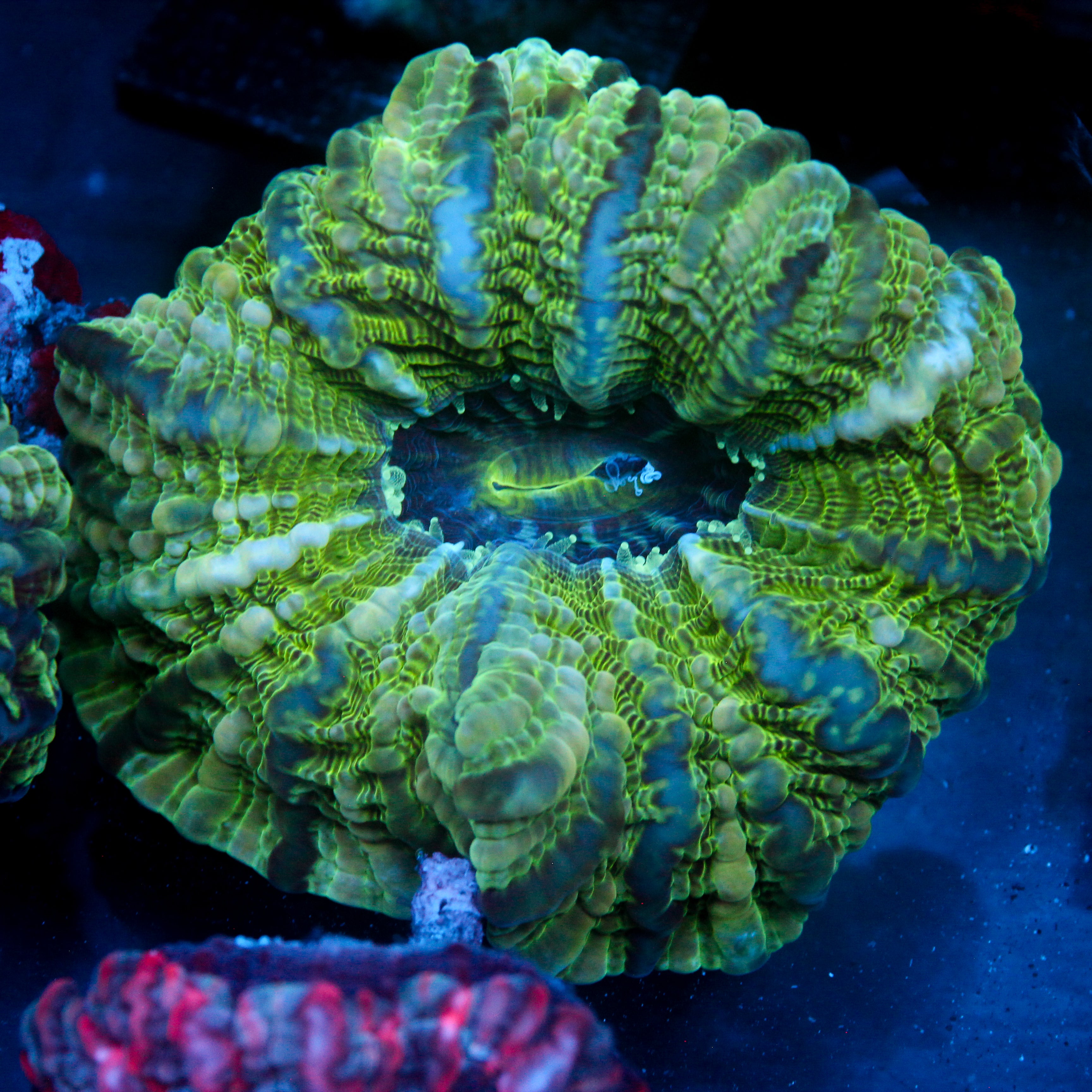 JC Storm Caller Indophyllia