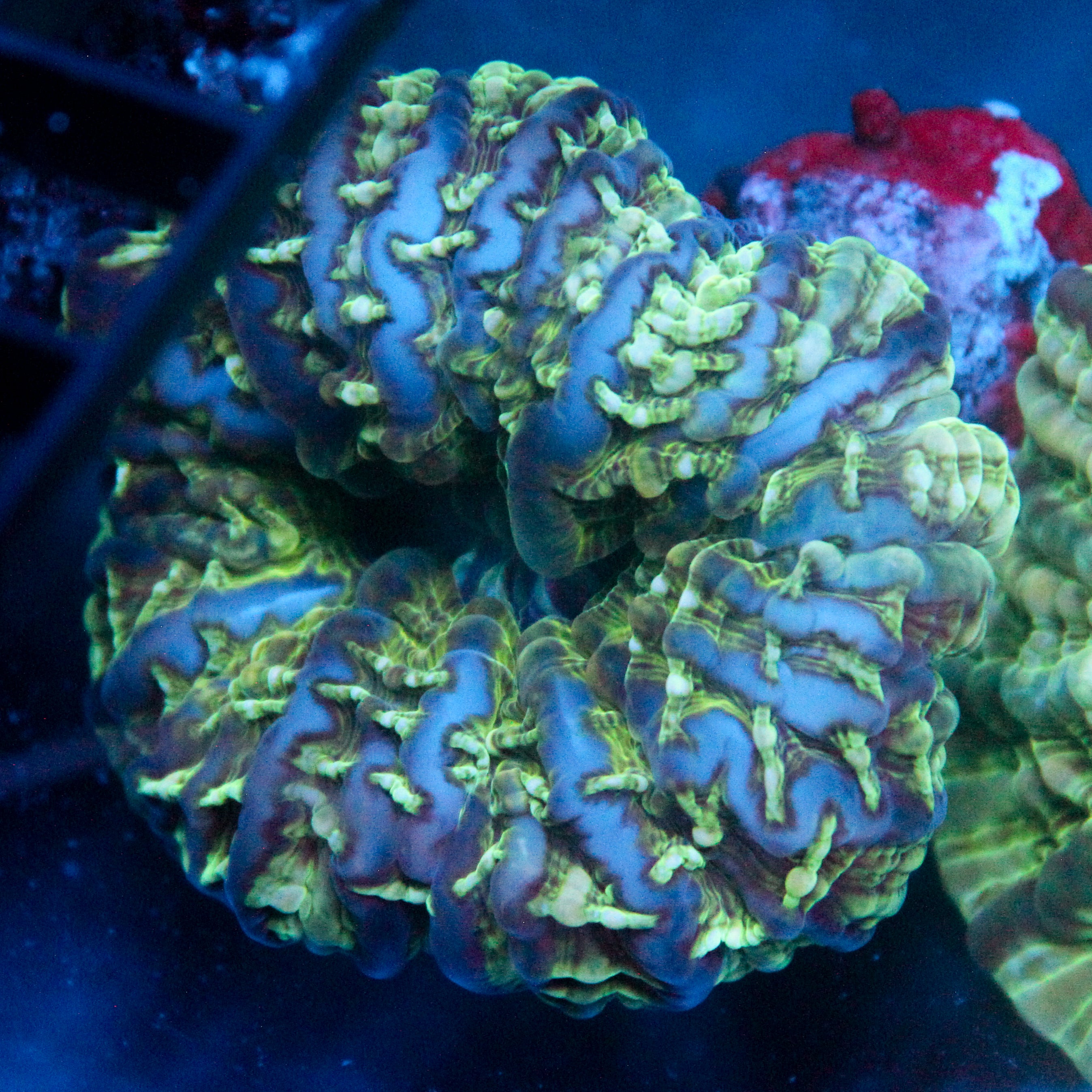 JC Blue Ribbons Indophyllia