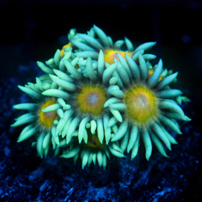 JC Sunflower Goni