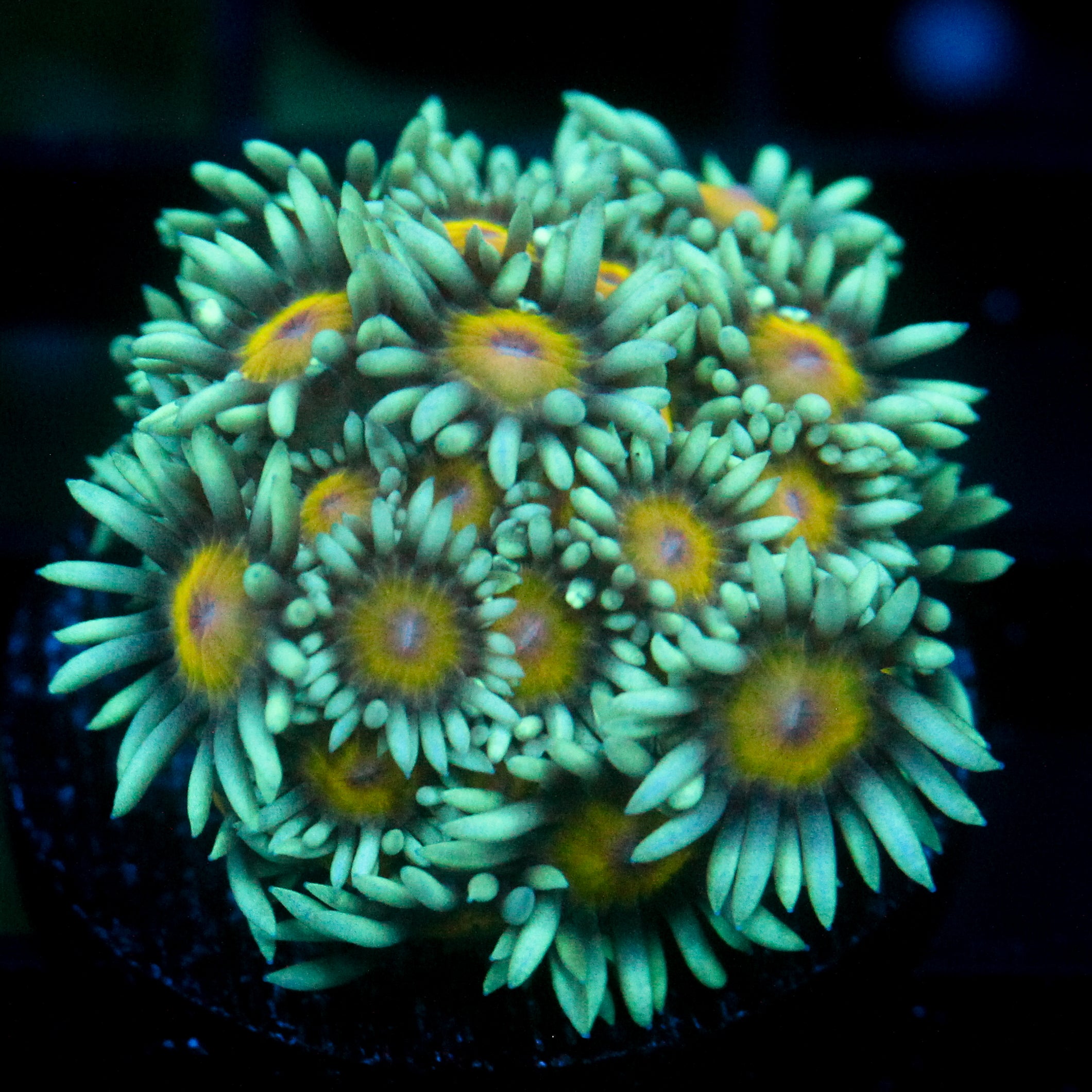 JC Sunflower Goni