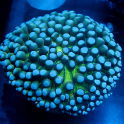 JC Sinestro Helio Fungia