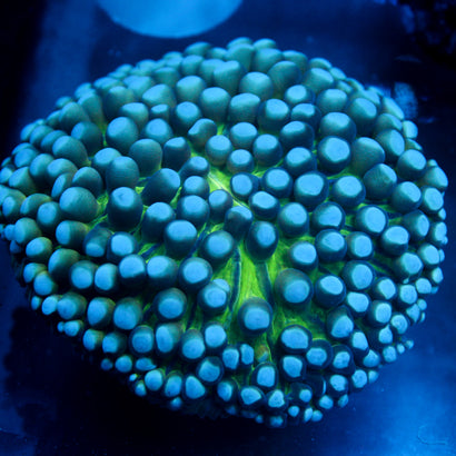 JC Sinestro Helio Fungia