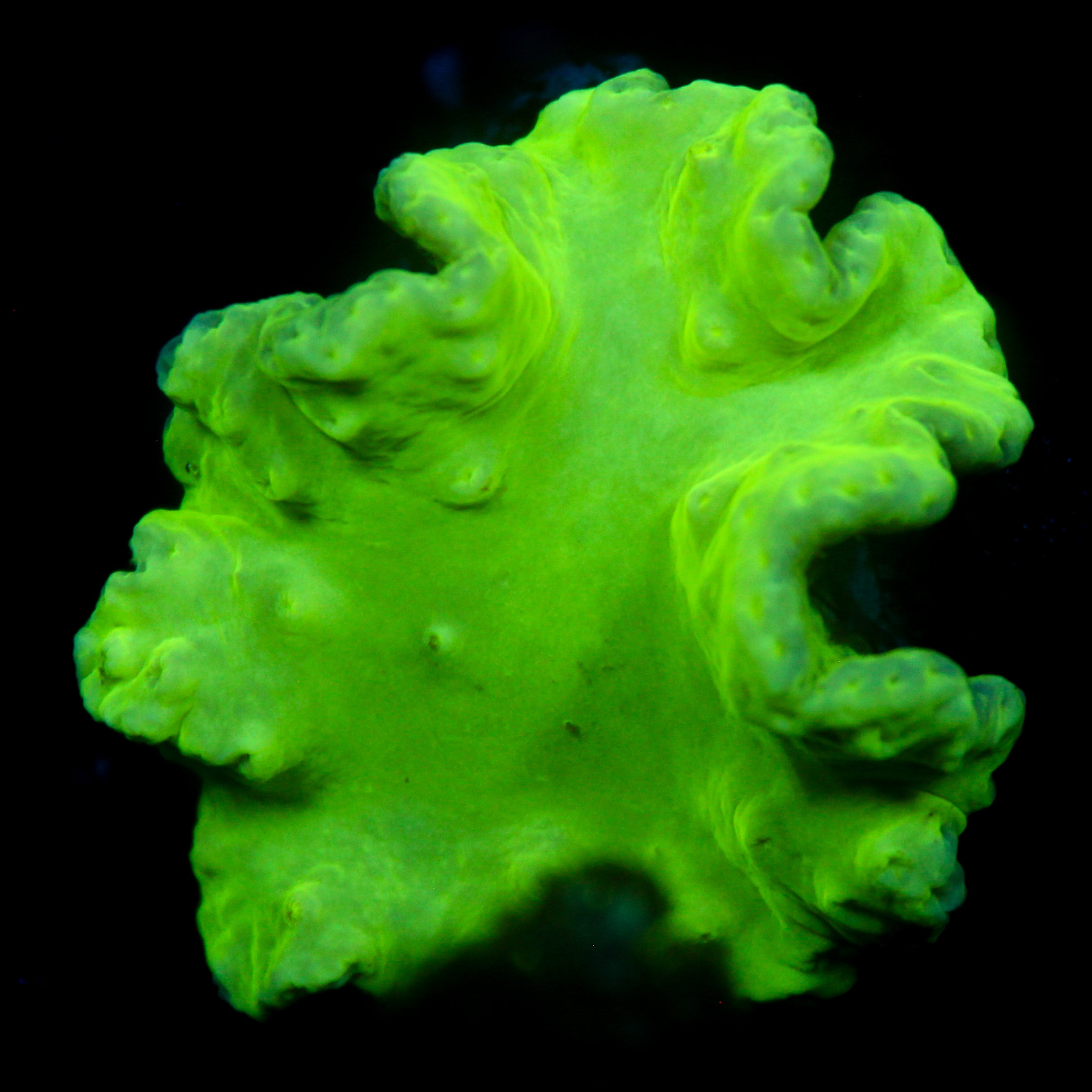 JC Neon Green Cabbage Coral
