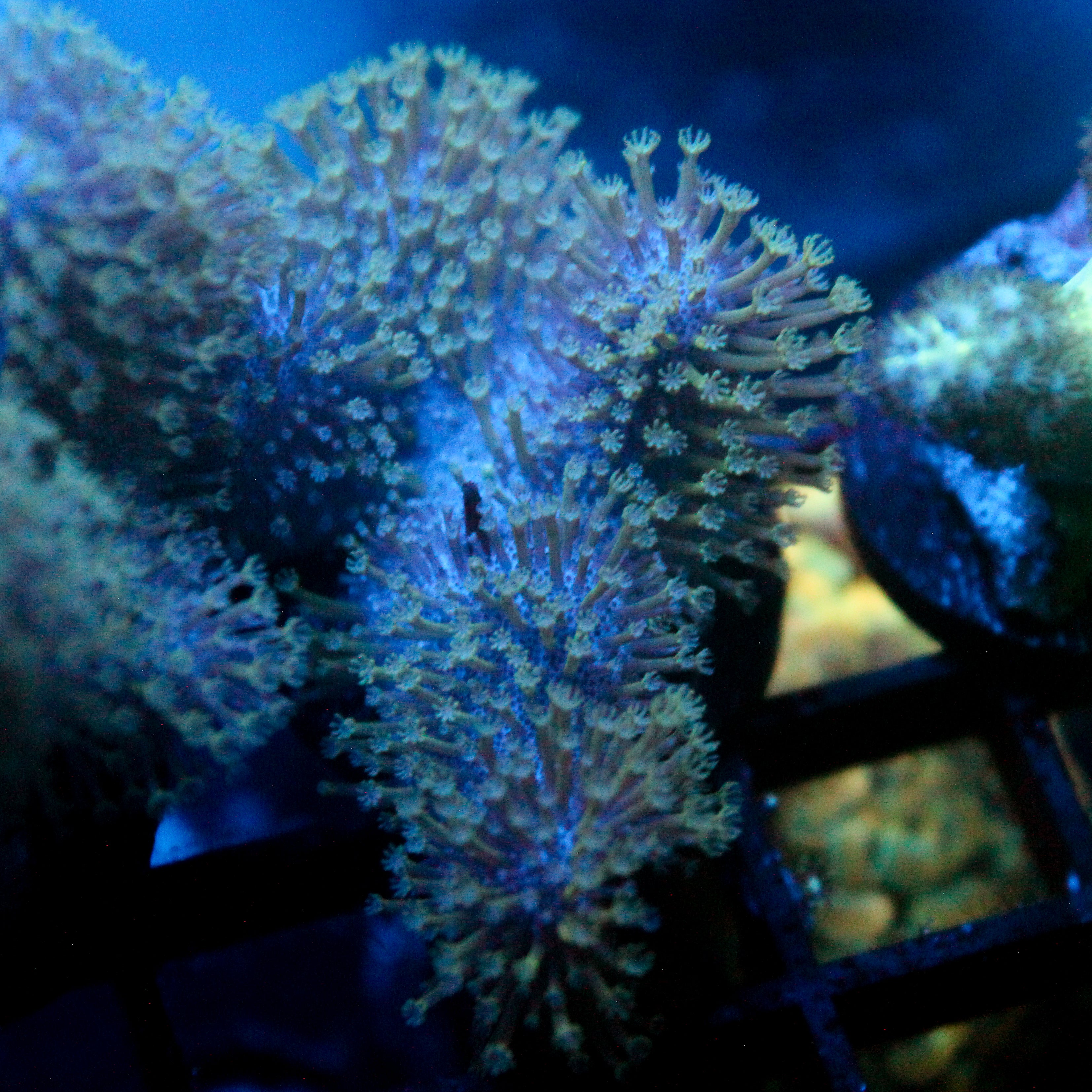 JC Aquacultured Crinkle Toadstool Frag