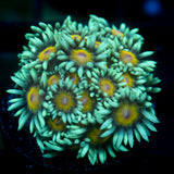 JC Sunflower Goni