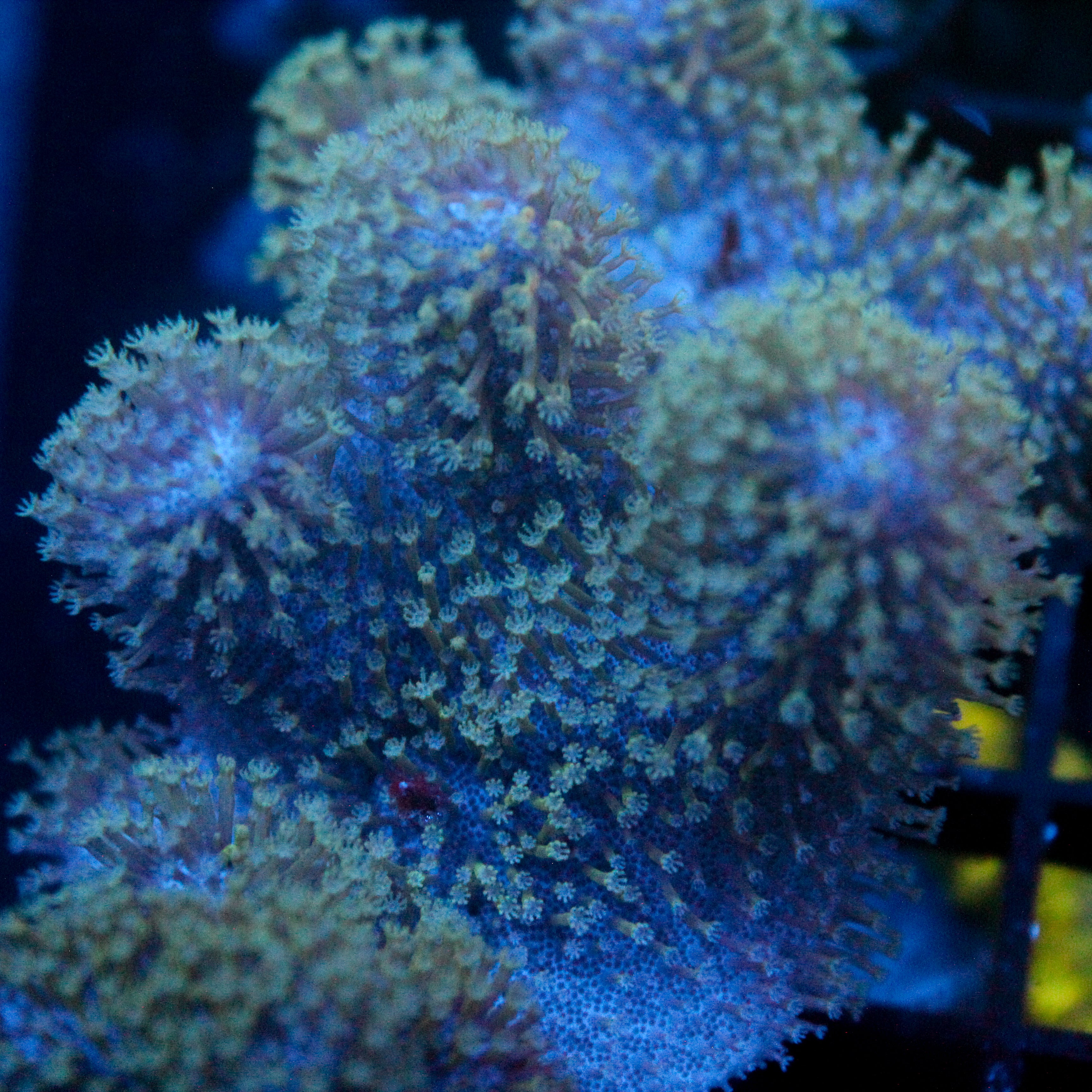 JC Aquacultured Crinkle Toadstool Frag