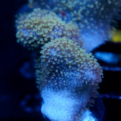 JC Aquacultured Crinkle Toadstool Frag