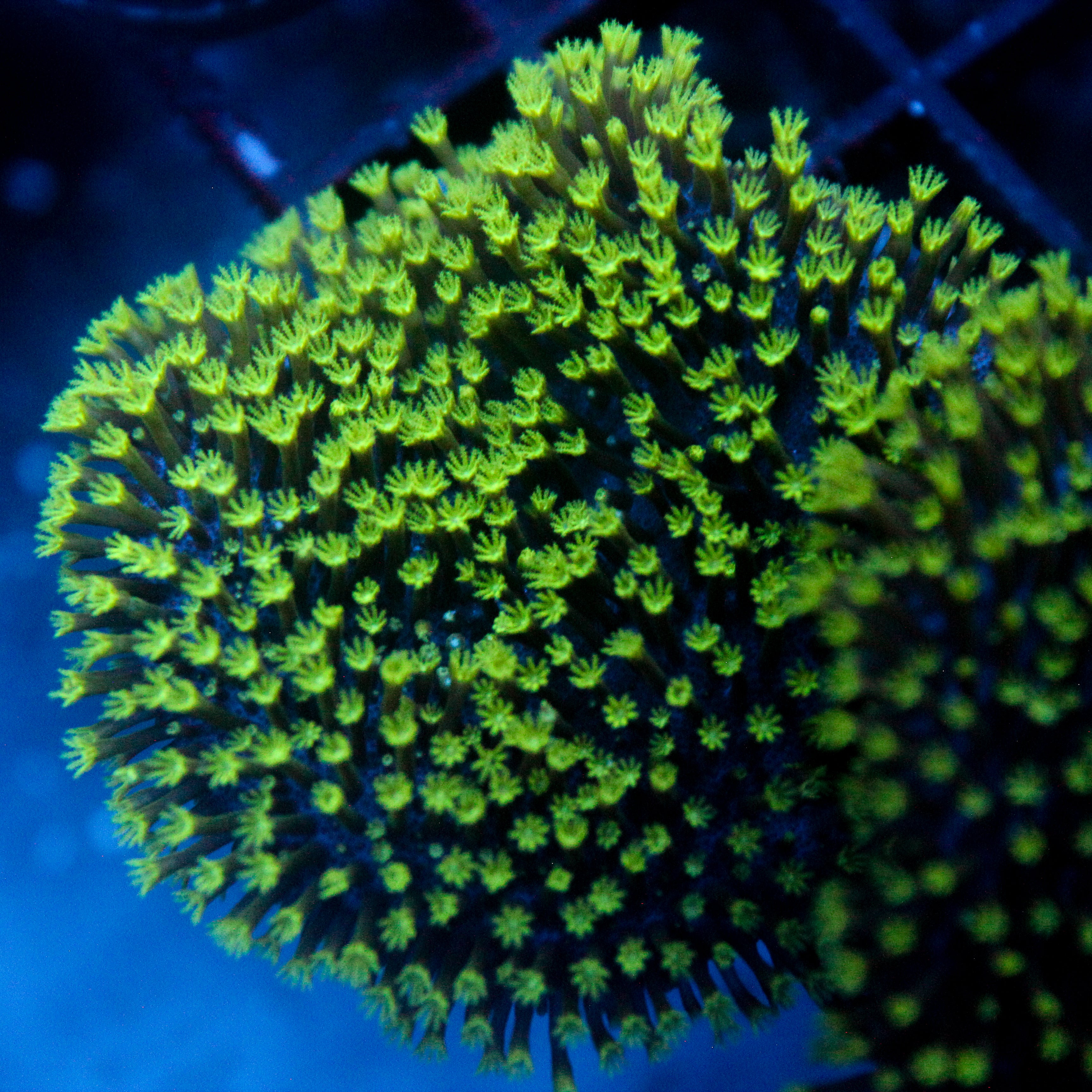 JC Aquacultured Neon Tip Toadstool Frag