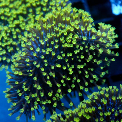 JC Aquacultured Neon Tip Toadstool Frag