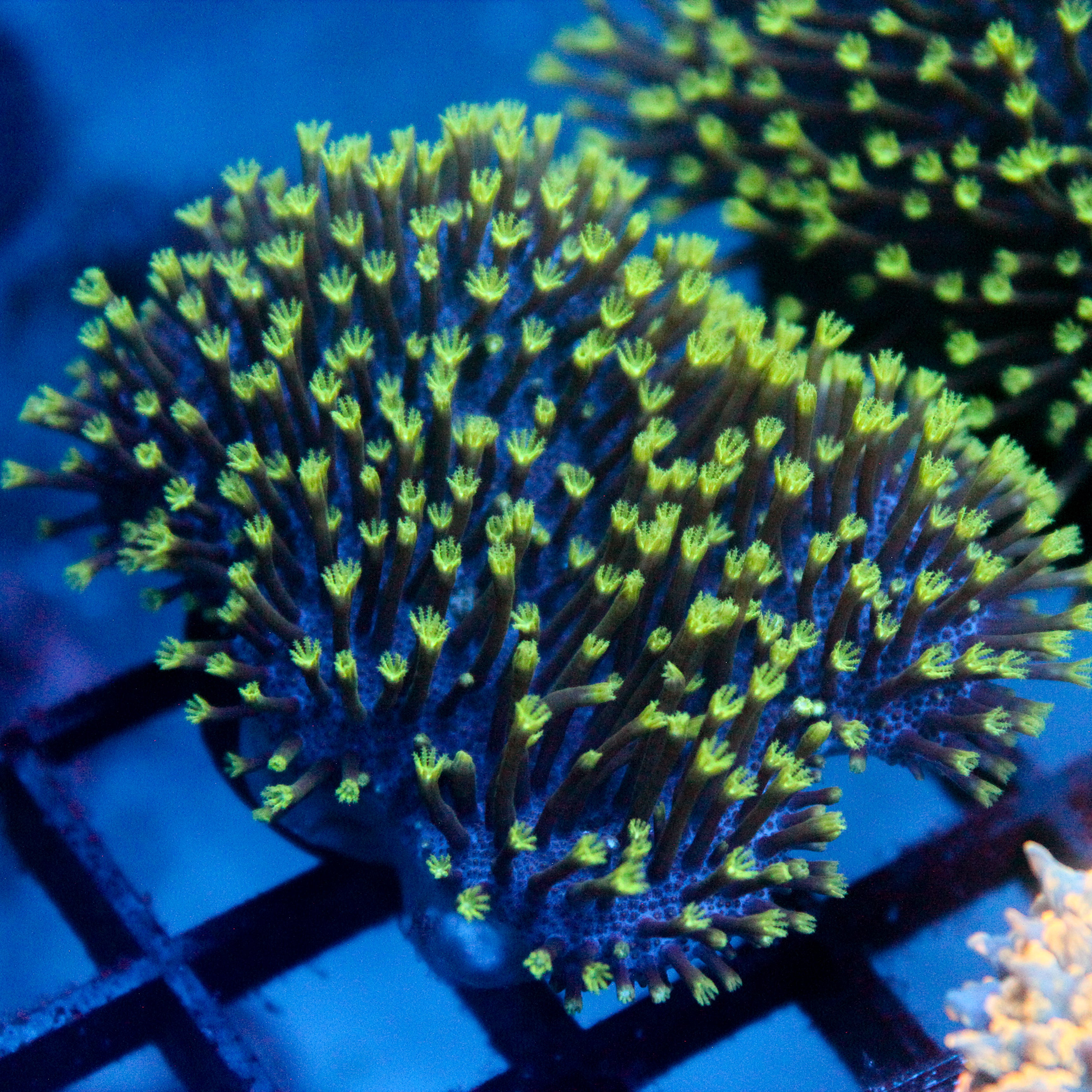 JC Aquacultured Neon Tip Toadstool Frag