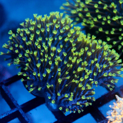 JC Aquacultured Neon Tip Toadstool Frag