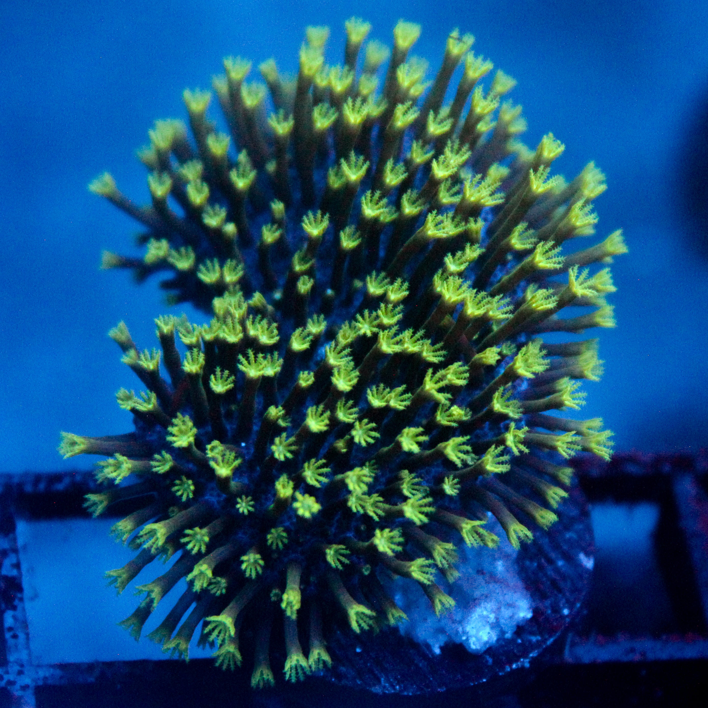 JC Aquacultured Neon Tip Toadstool Frag