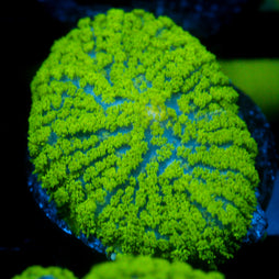 JC Neon Green Rhodactis