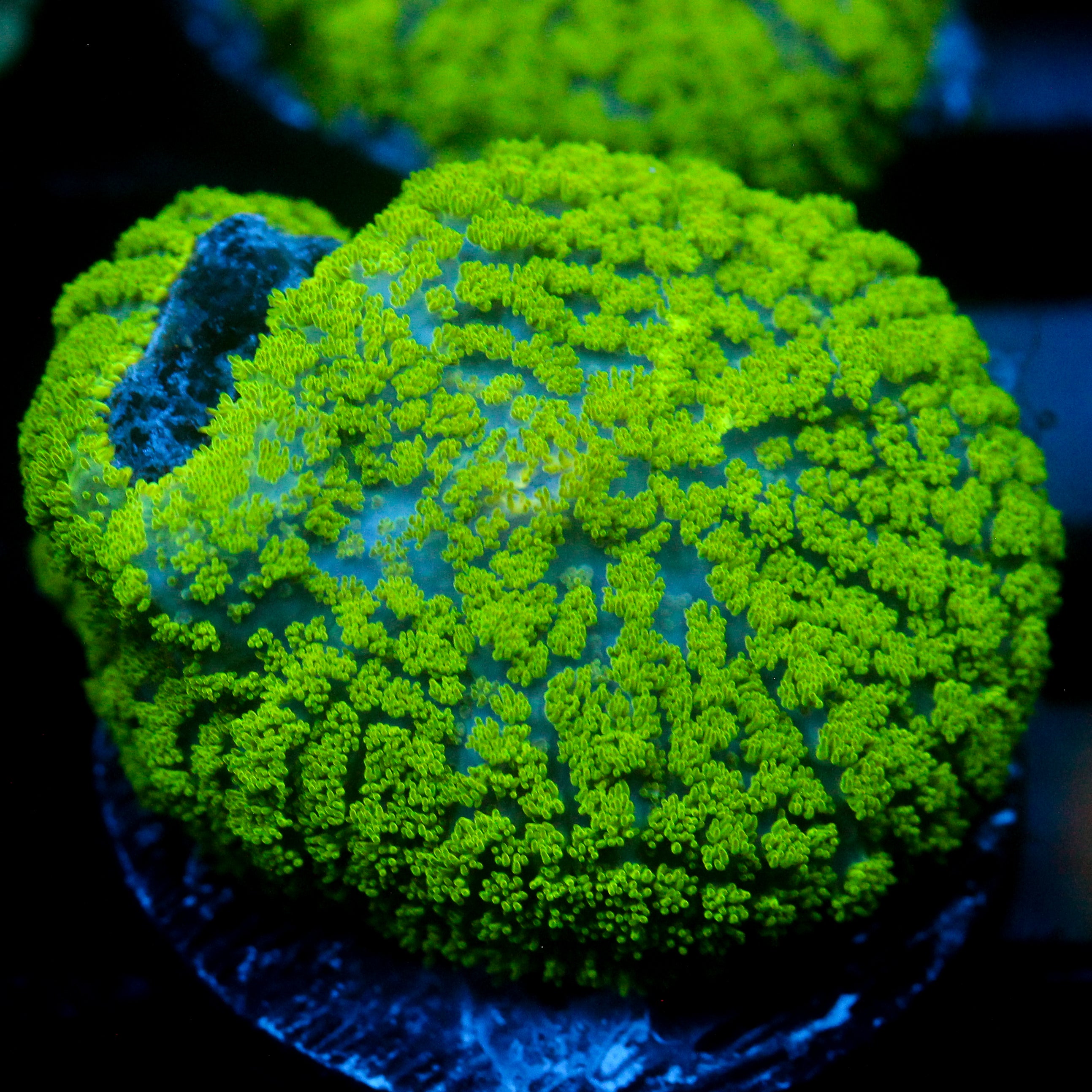JC Neon Green Rhodactis