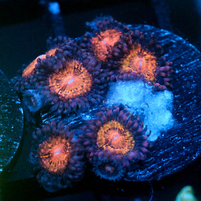 JC Speckled Kraze Zoanthid