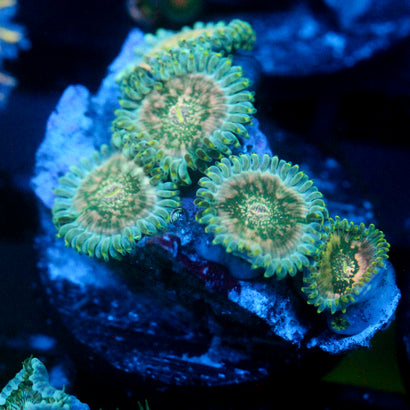 JC Hawaiian Ding Dang Zoanthid
