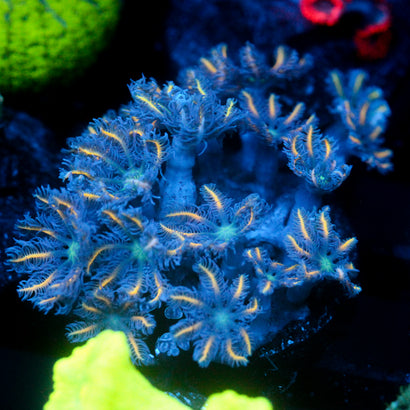 JC Orange Tip Clove Polyp