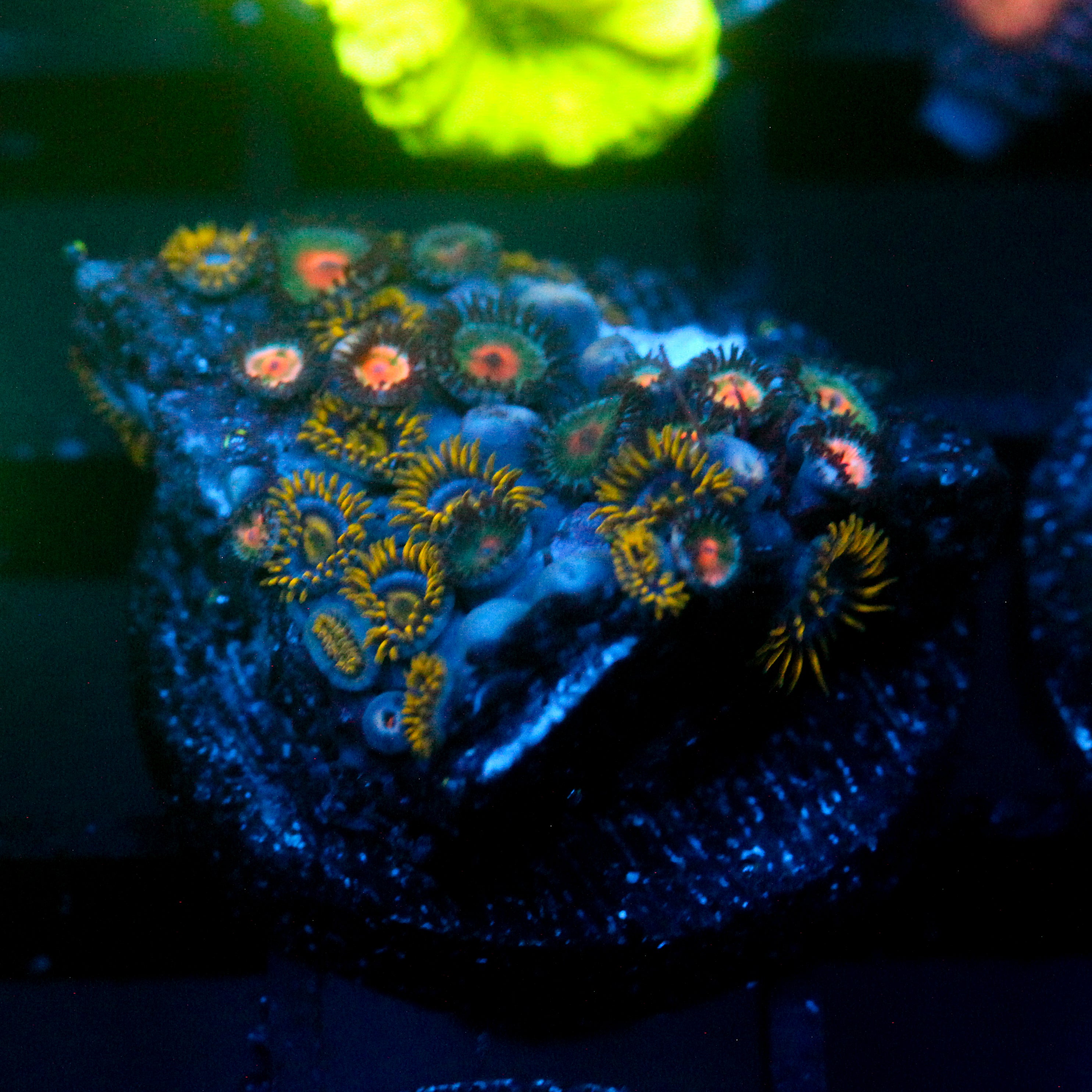 JC Zoa Garden Seed