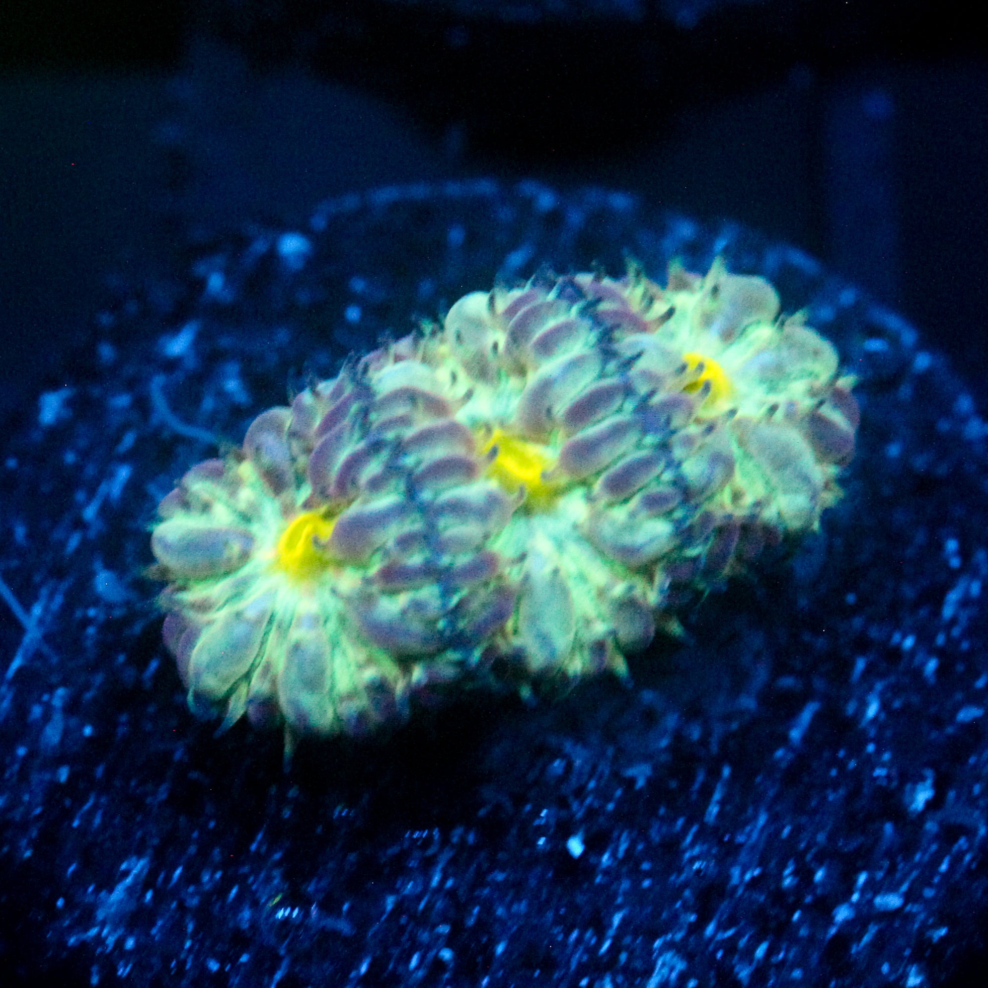 JC Flourish Fluff Blasto Merletti