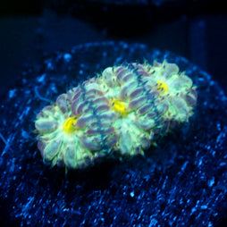 JC Flourish Fluff Blasto Merletti