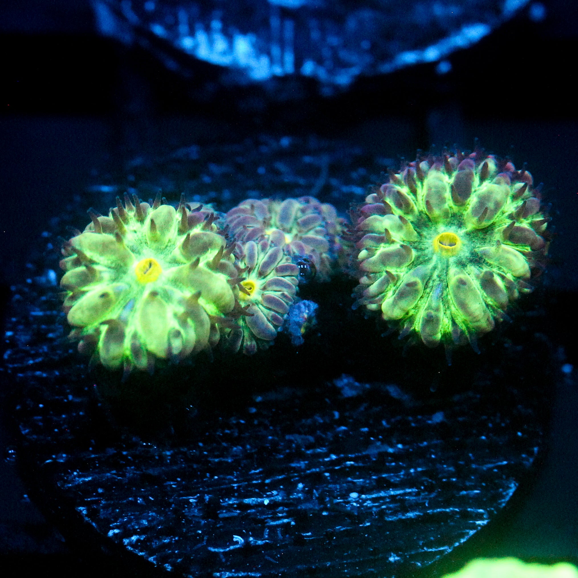 JC Hyper Green Blasto Merletti