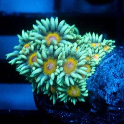 JC Sunflower Goni