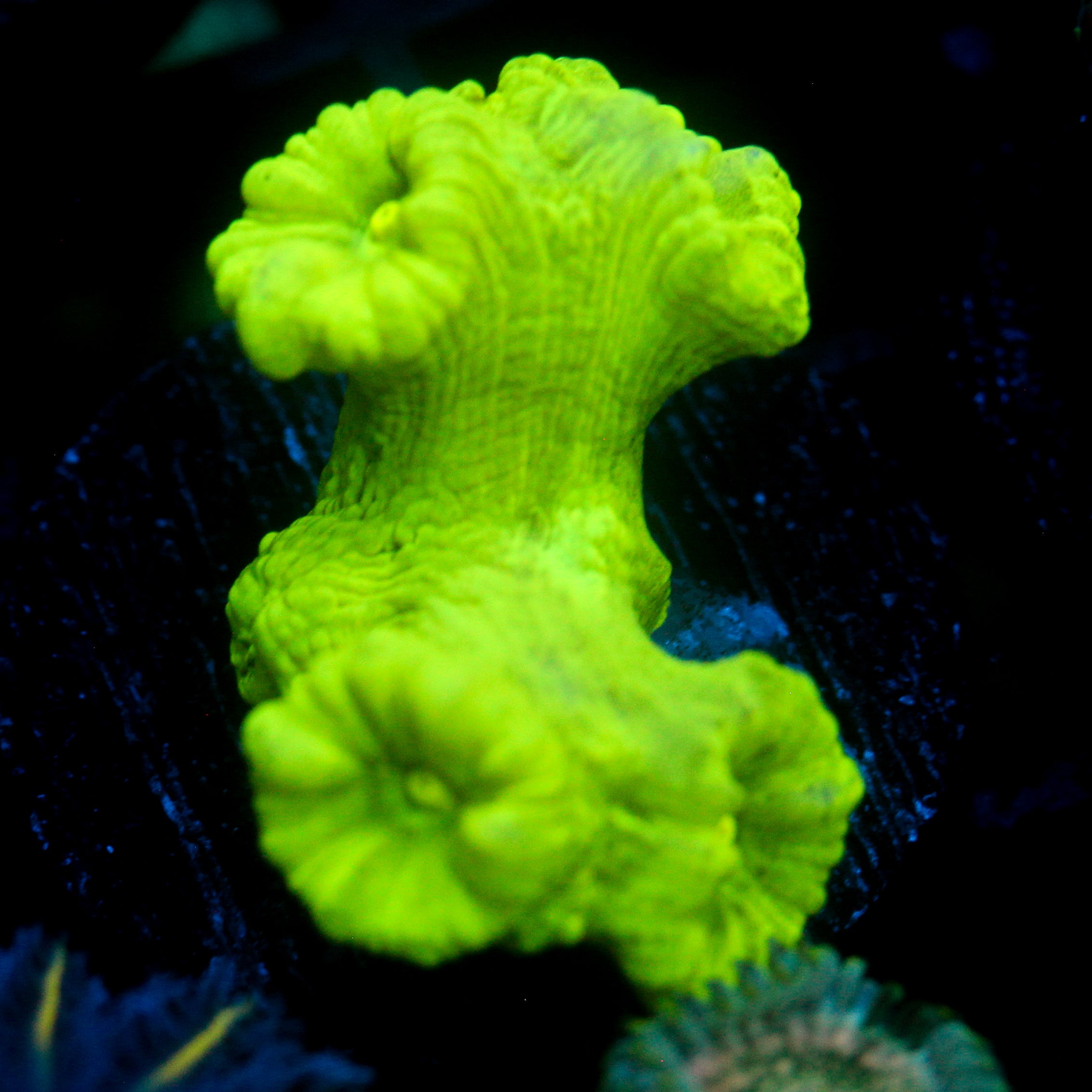 JC Neon Green Trumpet Coral