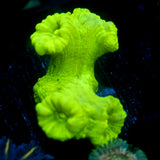 JC Neon Green Trumpet Coral