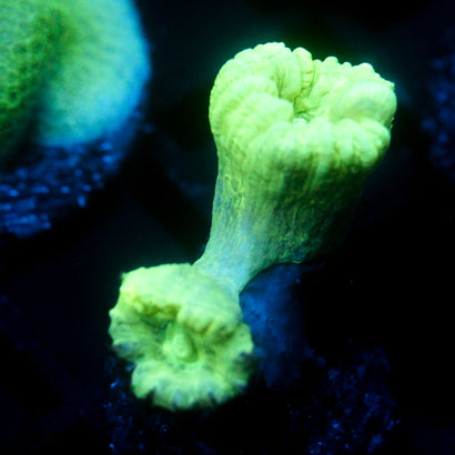 JC Neon Green Trumpet Coral
