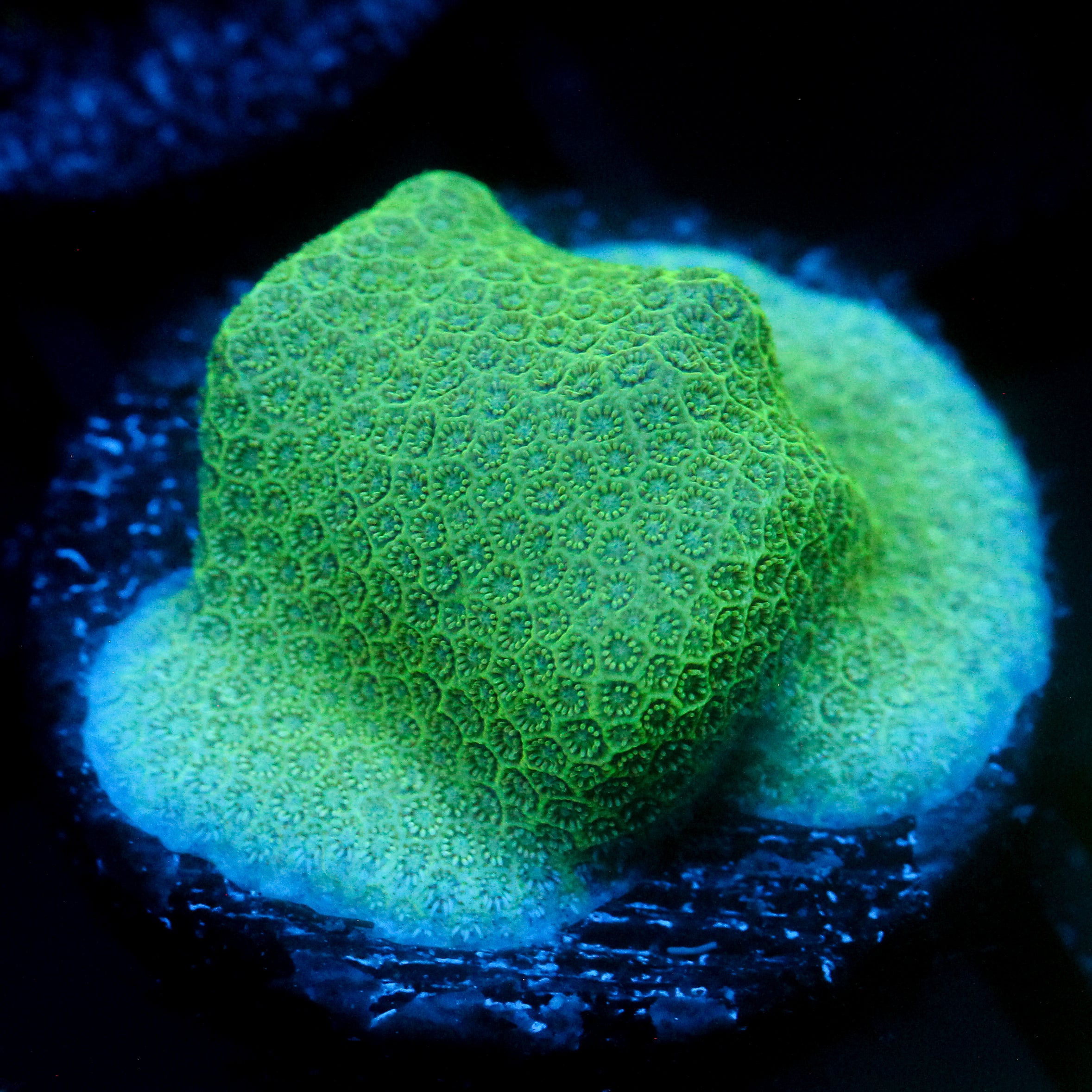 JC Aquamarine