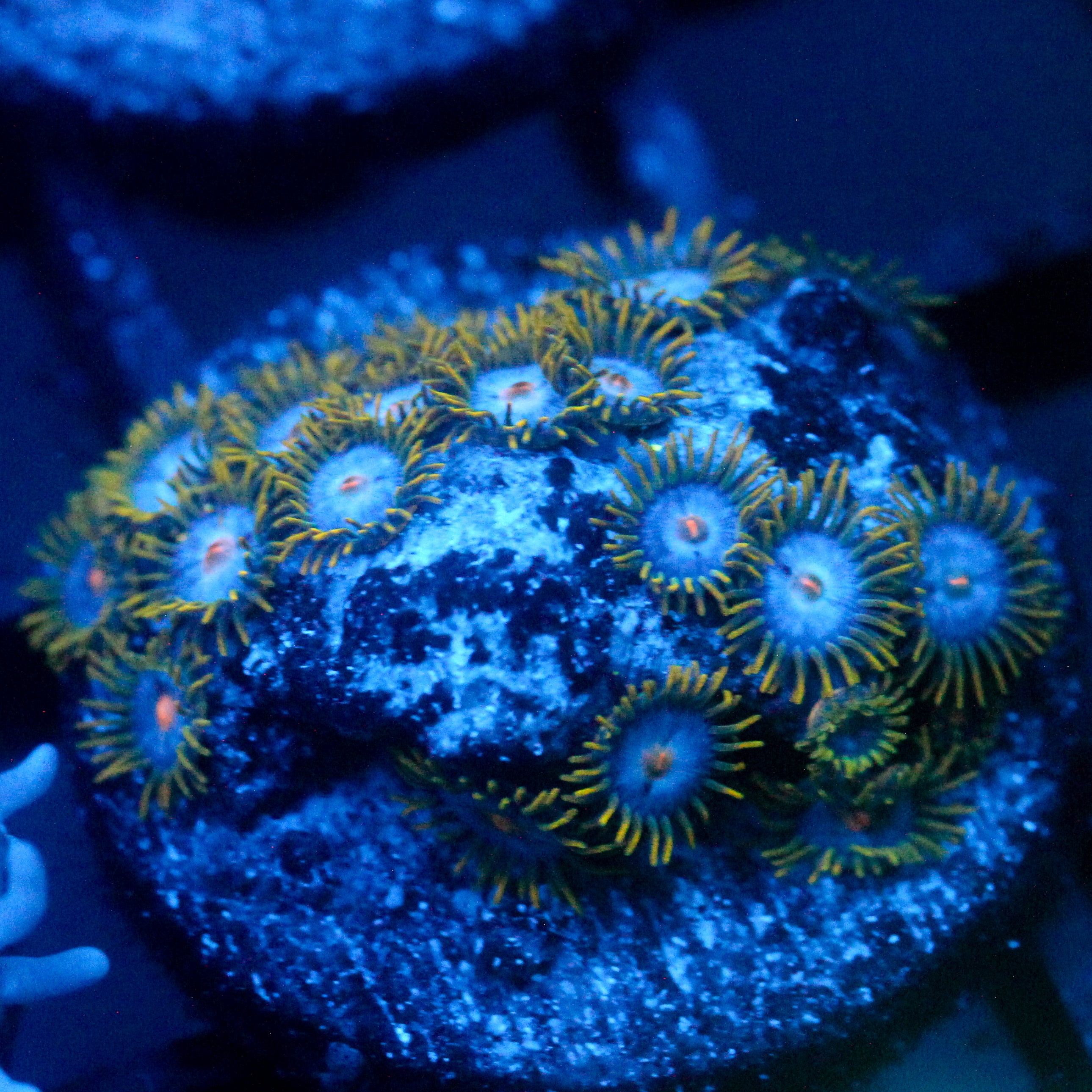 JC Saturn Zoanthid