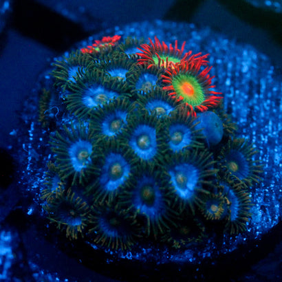 JC Saturn Zoanthid