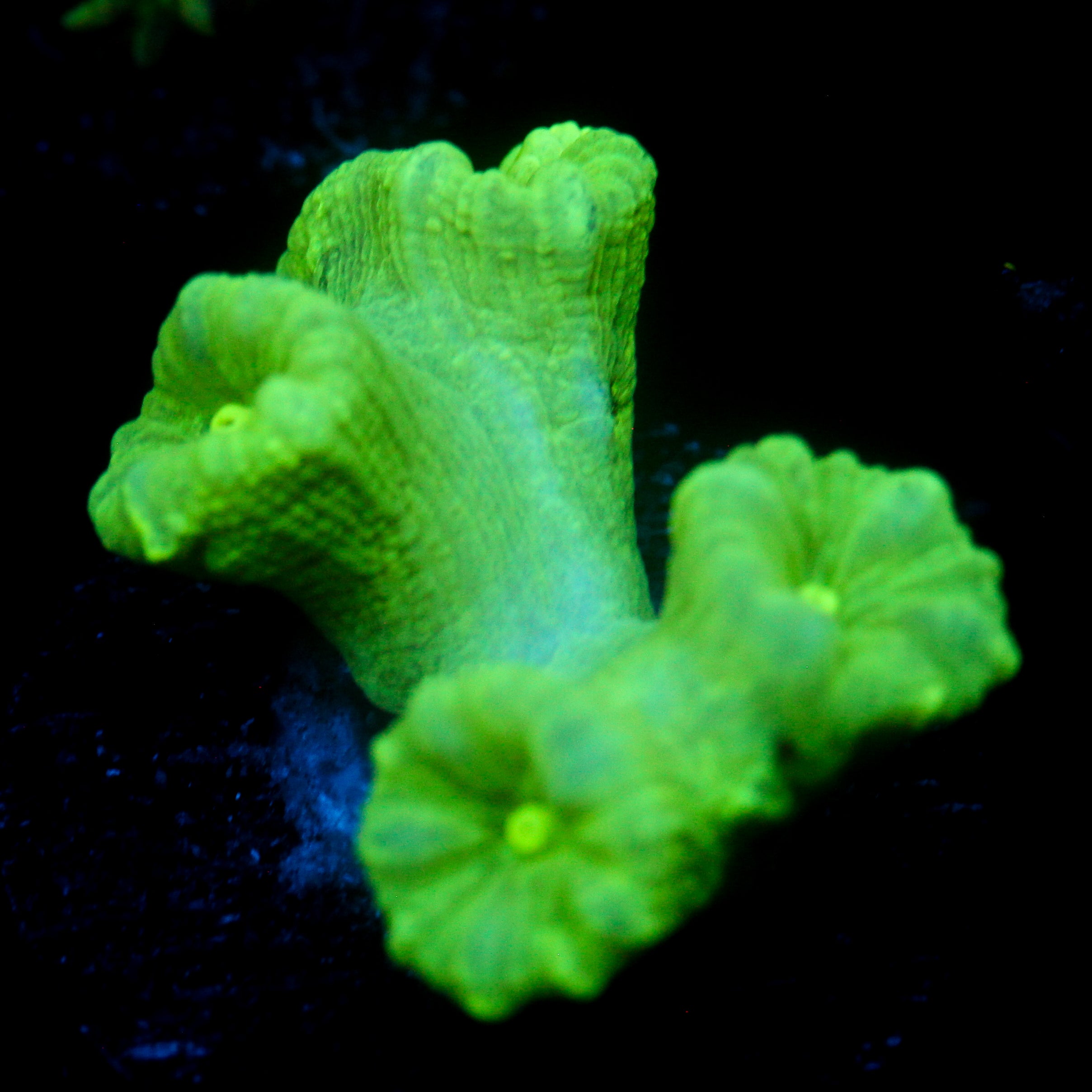 JC Neon Green Trumpet Coral