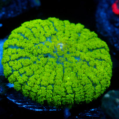 JC Neon Green Rhodactis