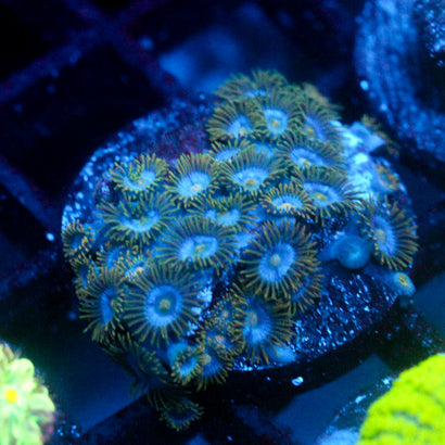 JC Gold Gobbler Zoanthid