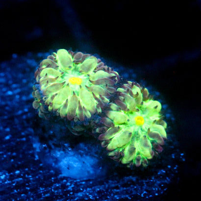 JC Hyper Green Blasto Merletti