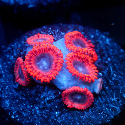 JC Typhloshion Zoanthid