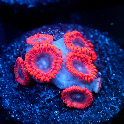 JC Typhloshion Zoanthid