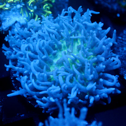 JC Fuzzy Mushroom