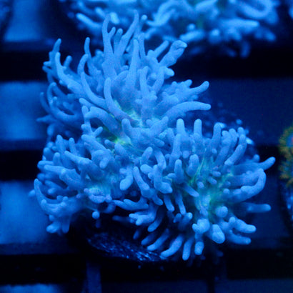 JC Fuzzy Mushroom