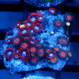 JC Zoa Garden Seed