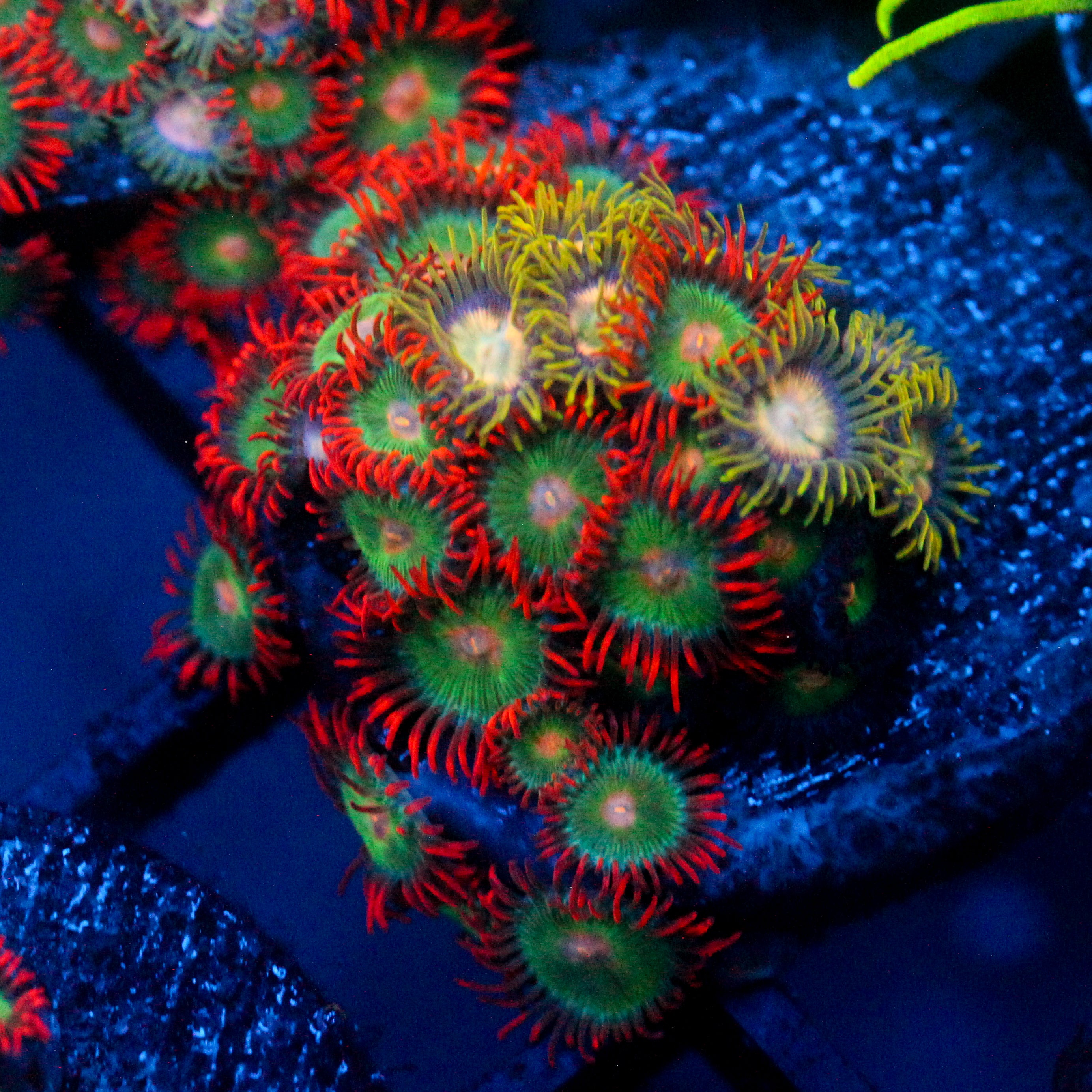 JC Gatorade Zoanthids
