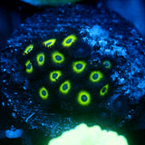 JC Green Devils Zoanthid