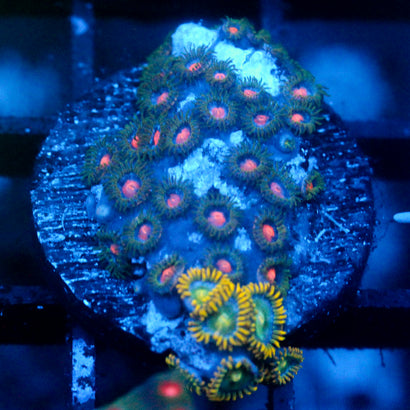 JC Alien Blood Zoanthid