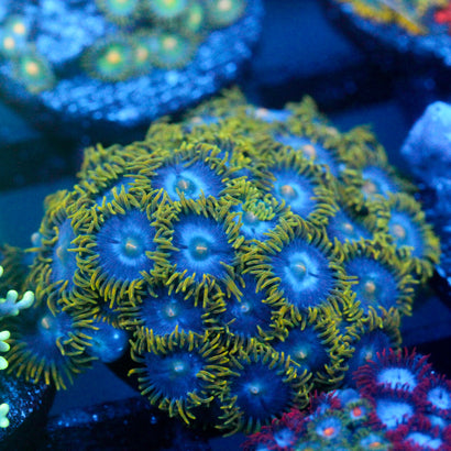 JC Gold Gobbler Zoanthid