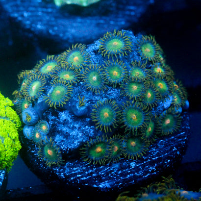 JC Saturn Zoanthid