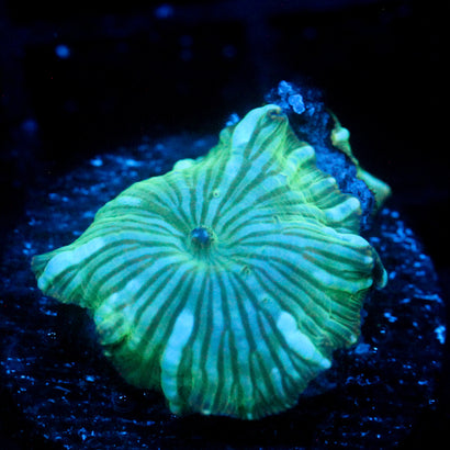 JC Watermelon Rind Discosoma