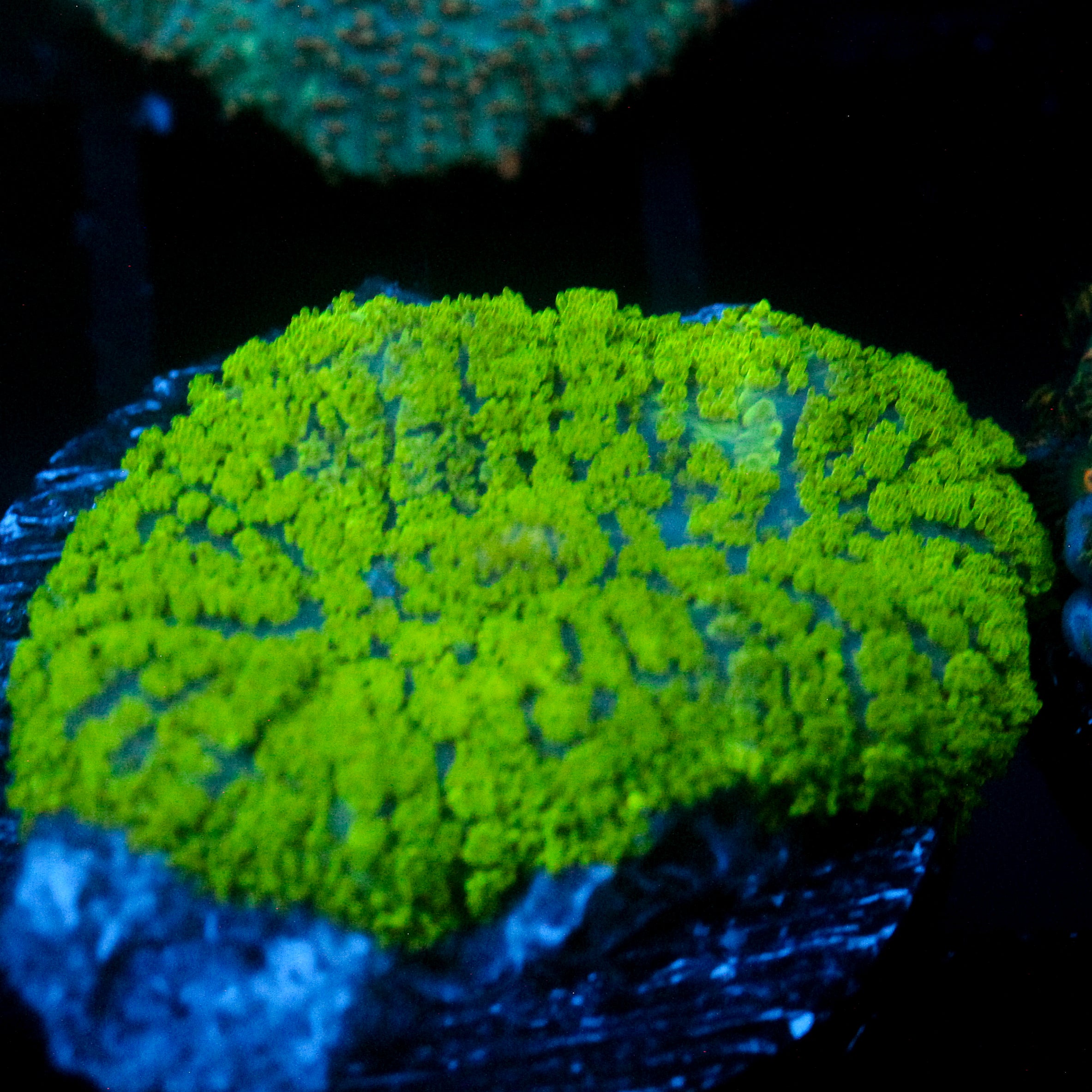 JC Neon Green Rhodactis
